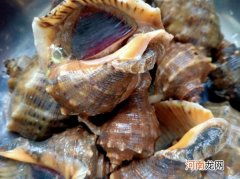 海螺煮15分钟还有寄生虫吗 海螺煮15分钟还会有寄生虫吗