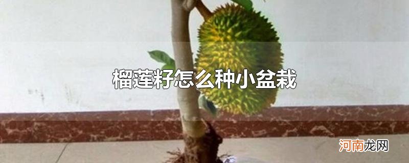 榴莲籽怎么种小盆栽