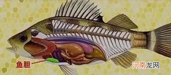 吃鱼时去掉鱼胆的原因 吃鱼时为什么要去除鱼胆