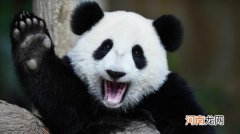 大熊猫濒临灭绝的原因 大熊猫为什么会濒临灭绝