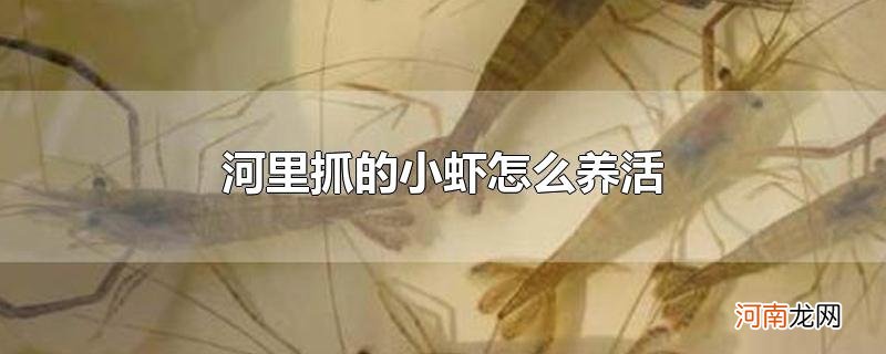 河里抓的小虾怎么养活