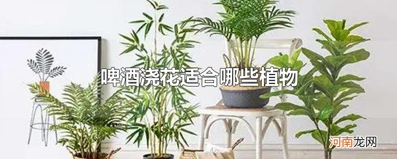 啤酒浇花适合哪些植物