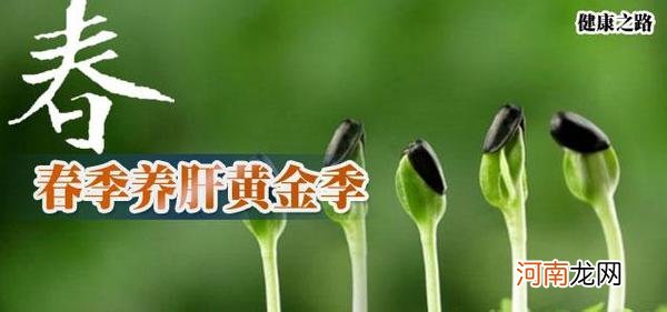 养肝护肝茶有没有效果