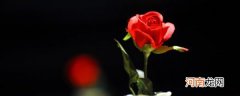 袖珍玫瑰花怎么养殖 如何养护袖珍玫瑰