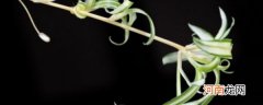吊兰怎么养才能抽茎条 养护吊兰抽茎条的技巧