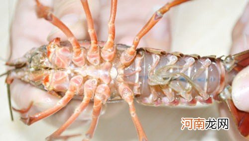 龙虾怎么才能处理干净 小龙虾怎么清洗和处理简单