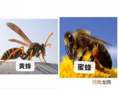 冬天蜜蜂大量死亡的原因 冬天蜜蜂大量死亡是为什么