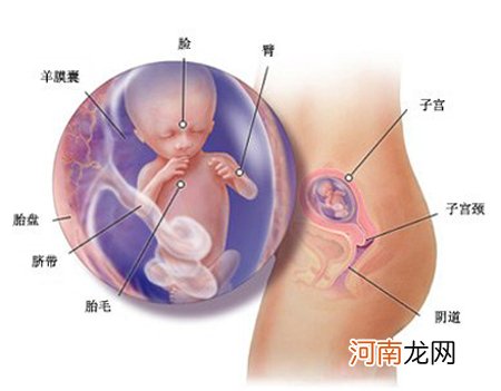 孕16周胎儿真实的样子