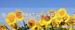 太阳花怎么修剪爆盆