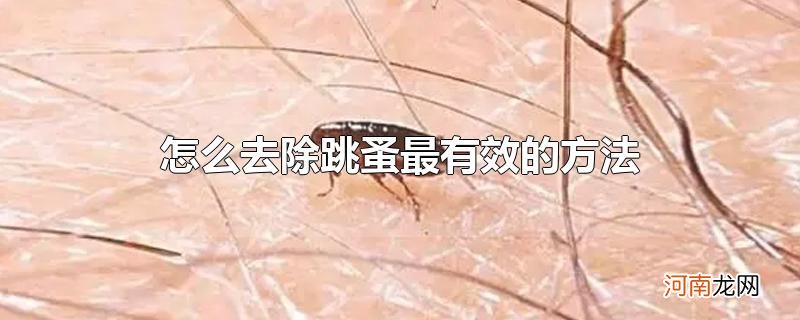 怎么去除跳蚤最有效的方法