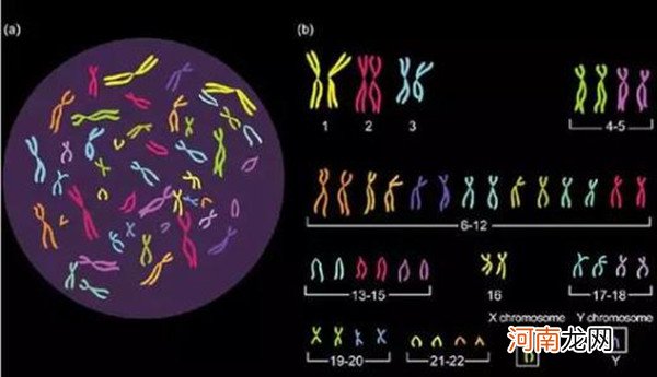 怎样备孕生男孩几率大 做好这3点你就成功一大半了