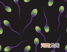 能提高精子质量的食品