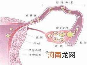 宫外孕再孕最好先查输卵管