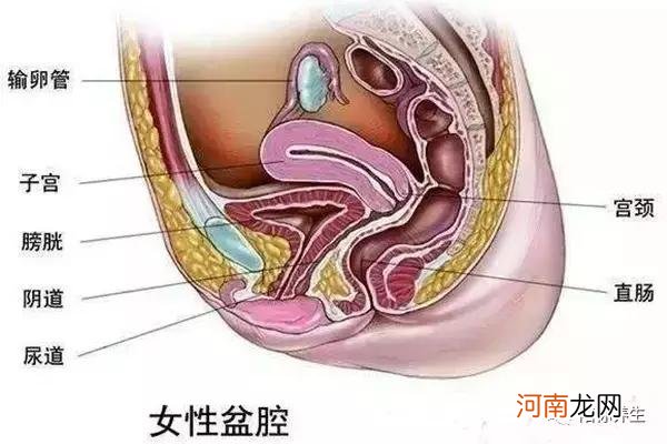 盆腔积液怎么热敷肚子 盆腔积液热敷哪个部位