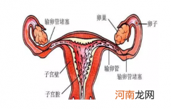 只有一边输卵管能自然怀孕吗