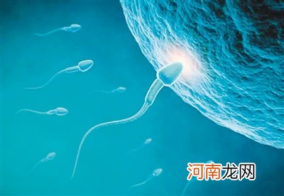 精子与卵子结合在一起