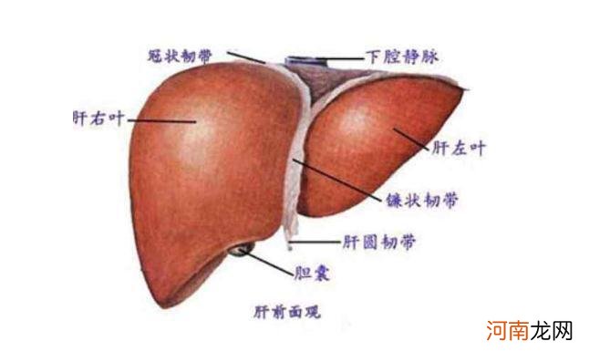 肝早期硬化能治愈吗询济南中医肝病