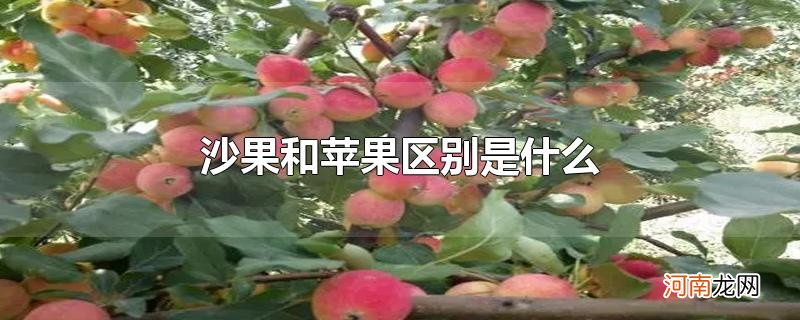 沙果和苹果区别是什么