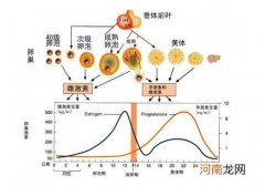 排卵后吃黄体酮的作用