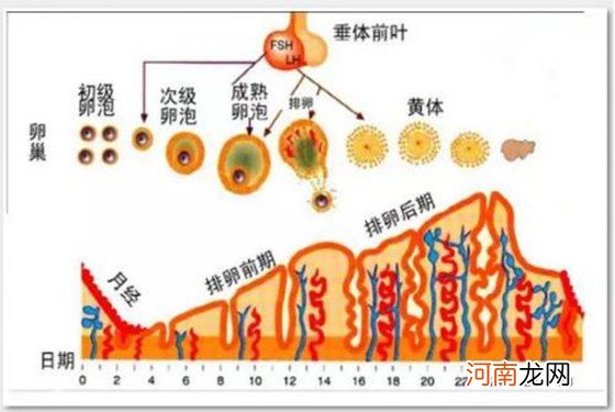 子宫内膜增厚的危害：贫血、不孕与癌变，你一个也惹不起