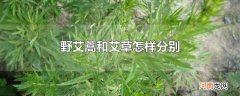 野艾蒿和艾草怎样分别