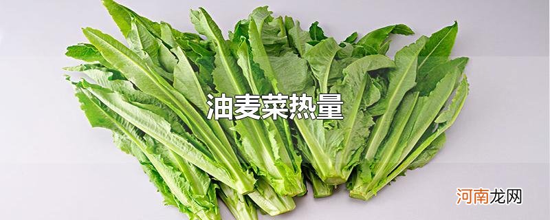 油麦菜热量