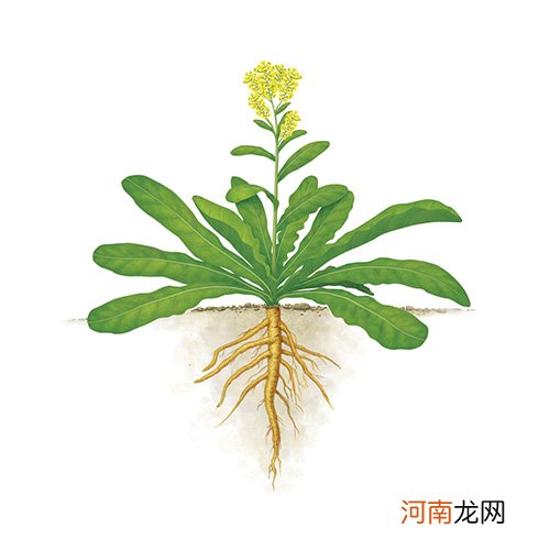 10大抗肿瘤中草药