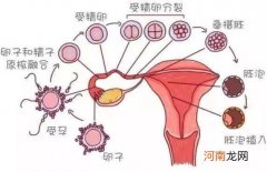 什么时候去测卵泡最好