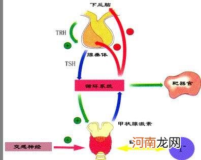 孕妇甲状腺素低，孩子数学成绩差