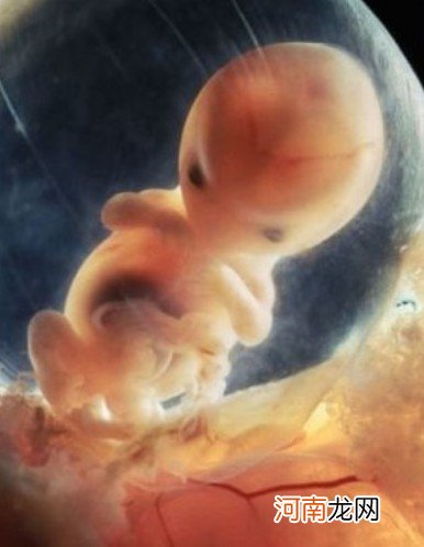 怀孕三个多月，胚胎为何停止发育