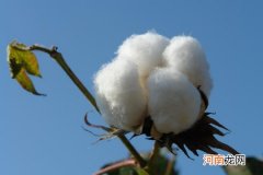 棉被为什么有一股难闻的味道 棉花被有股难闻的味道是什么原因