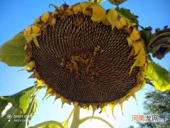 葵花籽是果实还是种子吗 葵花籽是向日葵的果实还是种子