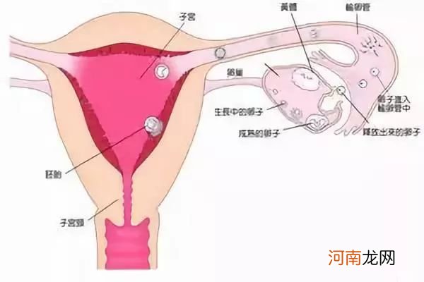 女性没有排卵是什么原因