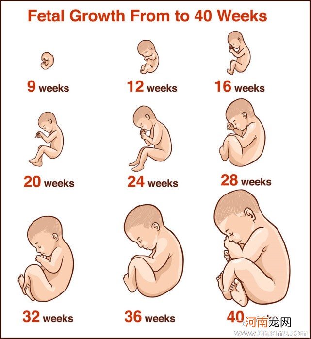 孕晚期胎儿体重增长