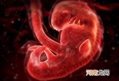 孕3月胎儿生长发育逐周看