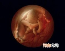 胎儿在子宫内发育全过程