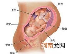 孕期不同阶段胎儿发育状况