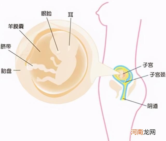 孕12周有哪些注意事项 怀孕第十二周胎儿发育状态