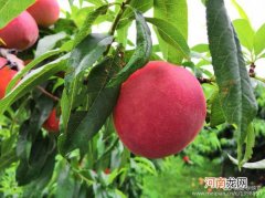 桃子在什么季节成熟 桃子是哪个季节成熟的