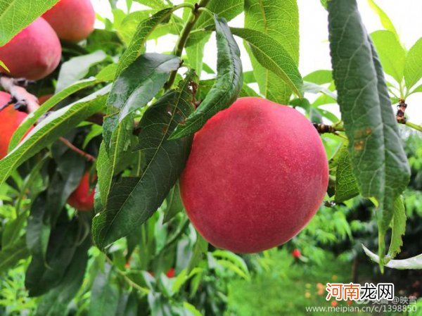 桃子在什么季节成熟 桃子是哪个季节成熟的