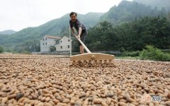 山娃子香榧怎么吃食用 山娃子香榧怎么吃