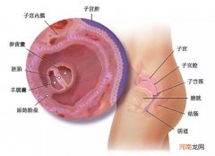 怀孕三个月肚子有多大