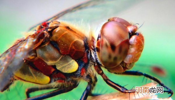 蜻蜓有多少只眼睛 一只蜻蜓有多少颗眼睛