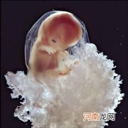 胎儿从啥时候开始发育呢