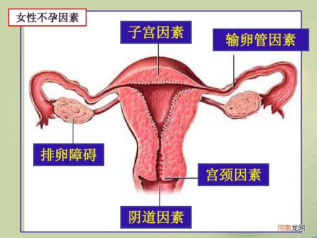 输卵管通液会痛吗