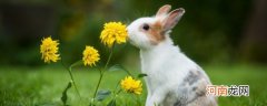 如何照顾野生小兔子 喂养野生小兔子的三个技巧
