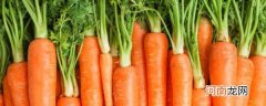胡萝卜常温能放多久 胡萝卜的正确保存方法