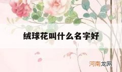 绒球花叫什么名字好_绒球花是啥