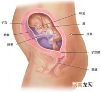 六个月胎儿的模样