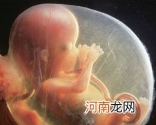 四个月胎儿的模样
